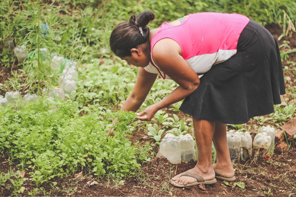 Mujer cosechando cilantro de su huerto